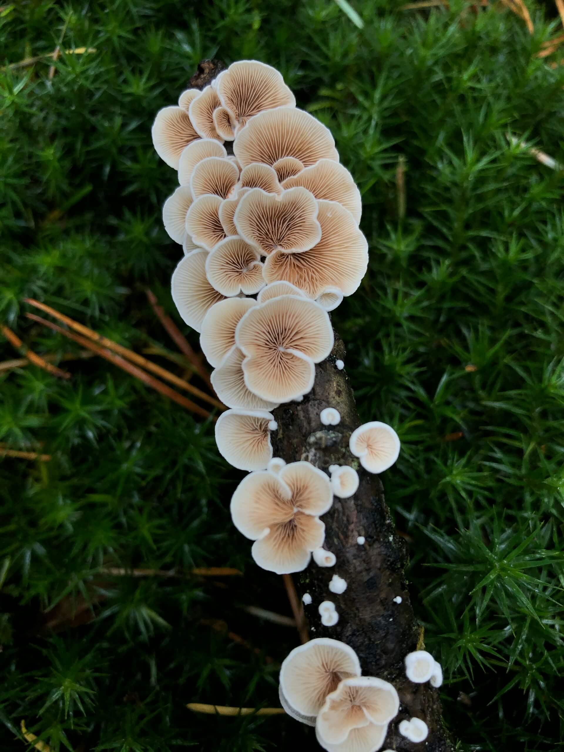 Champignon reishi s&eacute;ch&eacute;